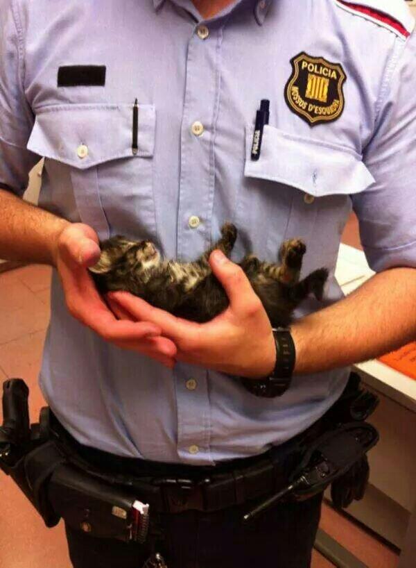 BisJordi's tweet photo. “@escarra: I ♥ #mossos http://t.co/sMXCDLQR6X”@APDACops