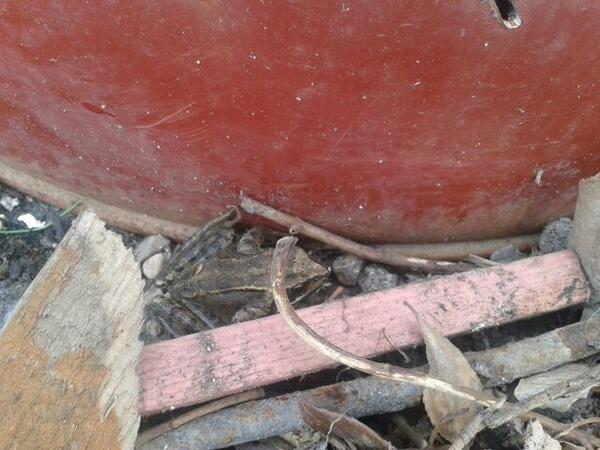 luke_merrey's tweet photo. Day 3. Frog has found barrel #froglog @Raisinmeister @Kimi_Raikkonen http://t.co/x5rZQaXG1H