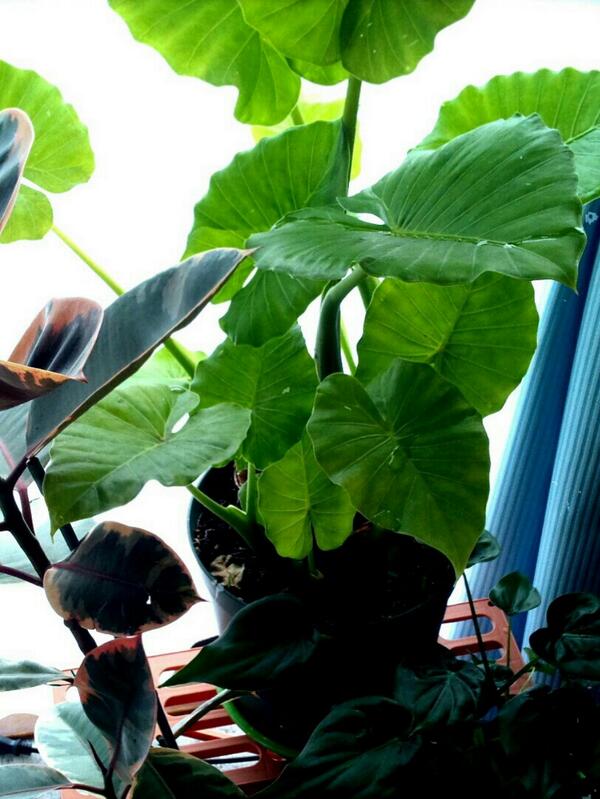 Mozu على تويتر Kaorukobayakawa この緑の葉っぱがクワズイモだよ 里芋の葉っぱに似てるかな ウチの近所が凄いわけじゃなくて どこにでもある一般的な観葉植物だよん Http T Co 3jvhncystu