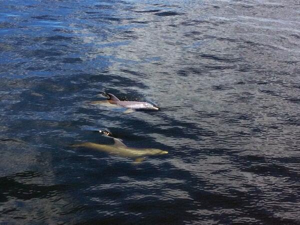 danae's tweet image. Dolphins off the bow!! #tuglife #amazeballs