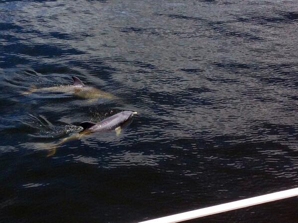 danae's tweet image. Dolphins off the bow!! #tuglife #amazeballs