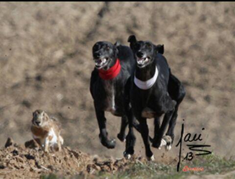 Alexgalguero's tweet photo. Soy galguero y a mucha onrra http://t.co/MUeI548yvA