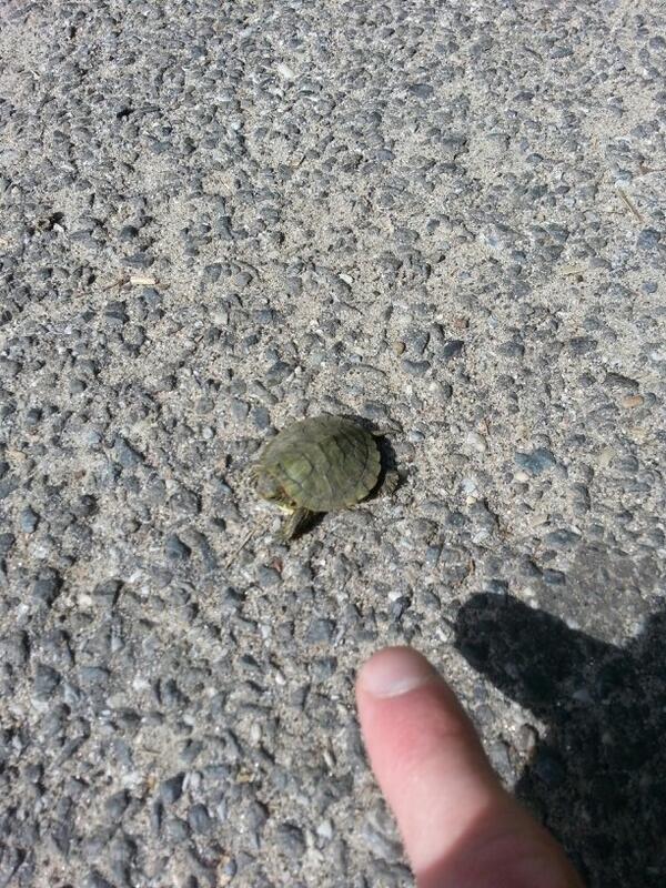 hollanderjon's tweet photo. Central Park wildlife! In a rush, I nearly stepped on this little guy! #tinyTMNT http://t.co/MzK6x810Nm