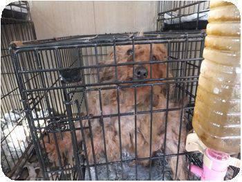 p_animal_q's tweet photo. ペットショップの子犬子猫の親は、こんな状態で飼育しているブリーダーがたくさんいます。悪臭･栄養失調･皮膚病･歯がボロボロ･糞尿まみれ･狭い檻･散歩なし･日の光なし･冷暖房なし･繰返し帝王切開･目が白濁。命を買うより里親になる選択を。 http://t.co/9VnJeGiBHH