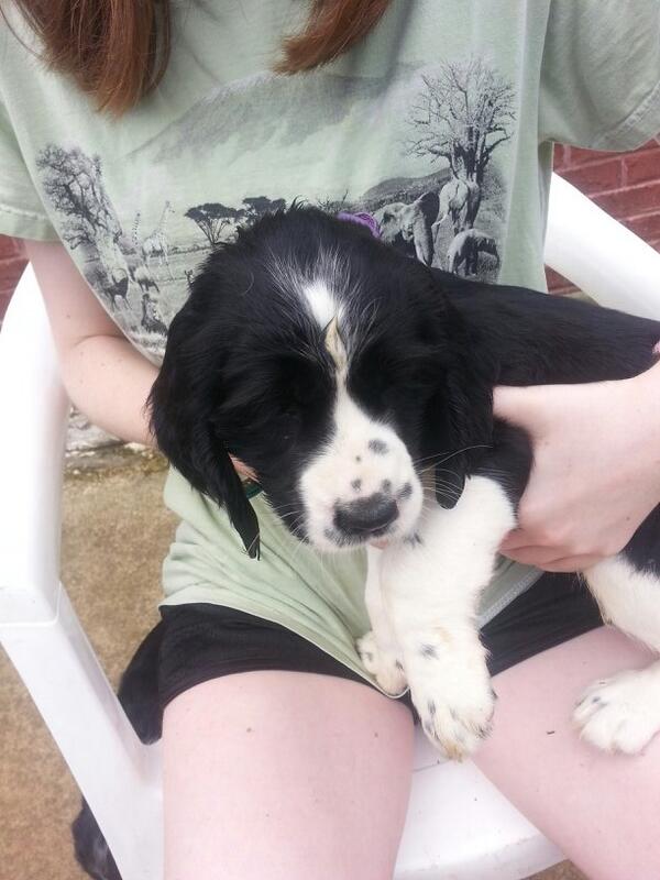 FandomShwegger's tweet image. @FatalTriforce64 RAY LOOK AT THIS PUPPY I'M GOING TO GET :D