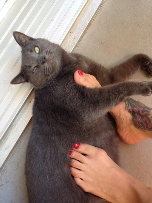 Rubbing my feet on my cat is a delicious sensation, just sayin...lol http://t.co/8jyRtyRXtu<a href="/tag/racoon"class="tags"><span>#racoon</span></a>