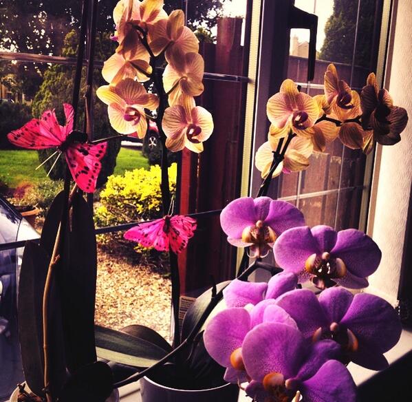 If you had really loved something, wouldn't a little bit of it always linger? 

#MyOrchids #MyPic #summer