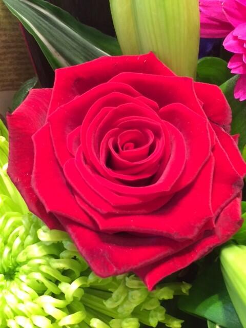pickup2904's tweet photo. @3Bavondale My favourite flower is a rose it has a stem and petals and thorns. http://t.co/3PMMowTrPI