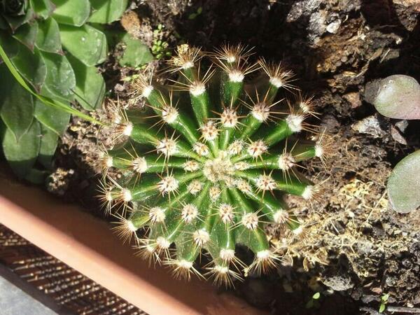 KaktusProjectIP tweet picture
