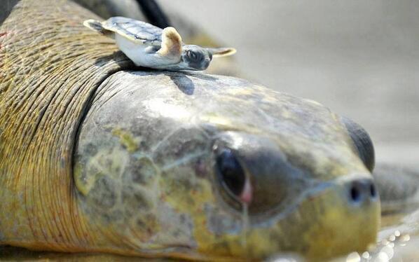 No hay palabras para describir esta alegría!