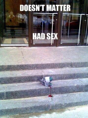 plank_walrus's tweet photo. We need a pigeon! @carbs_sloth @Shanas_Hyena @bigbrownbear35 @Bowey1002 @ChocPanther @yamatjiboy @MichaelHinchen http://t.co/LSKYUfVcia