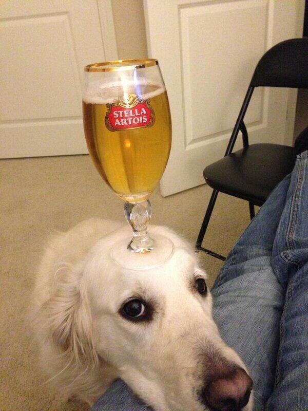 sayaka7saya's tweet image. ビールを置くと大人しくなるｗ