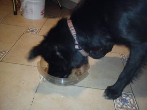 buffy455's tweet photo. hola @Coapa_  Me encontré este perrito en tenorios y las brujas si saben de quien es llamen al 5514882167 y 56784953 http://t.co/8MBXTTY8ck