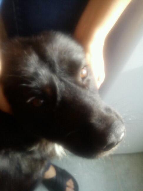 buffy455's tweet photo. hola @Coapa_  Me encontré este perrito en tenorios y las brujas si saben de quien es llamen al 5514882167 y 56784953 http://t.co/8MBXTTY8ck