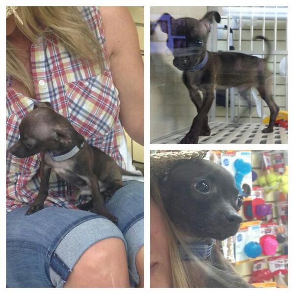 AnitaMarks's tweet photo. Met this lil man in the west village today w/ @Jen_Royle was going to name him #Satchmo talked me out of it #4TooMany http://t.co/6ppeKFvYaw