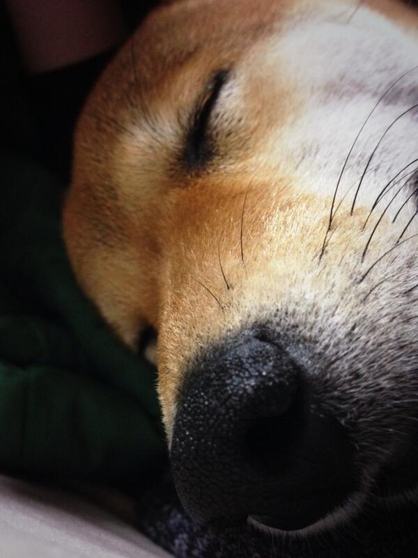 azuki_potiko's tweet photo. 添い寝している気分になれる写真 #あずき http://t.co/a6MjdBCNoS