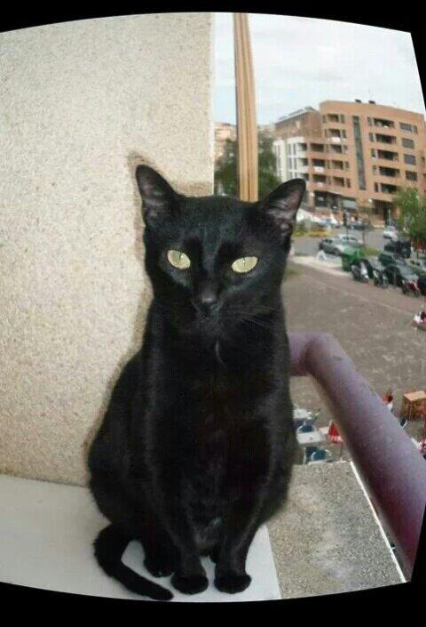 moxorro's tweet photo. Beltxa. Desaparecida el viernes por la noche en Arbes. Si alguien la ve que avise por favor. http://t.co/HqabFw14Nj