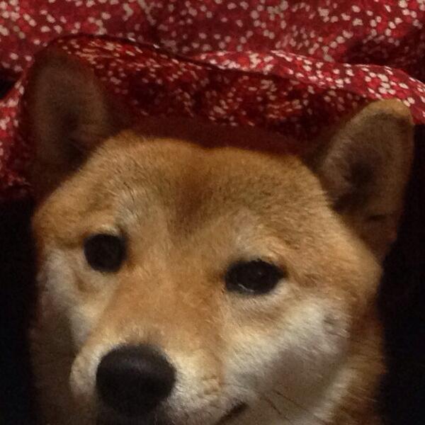 azuki_potiko's tweet photo. みなさんおはようございます！ #あずき http://t.co/4pzM2QBhxB