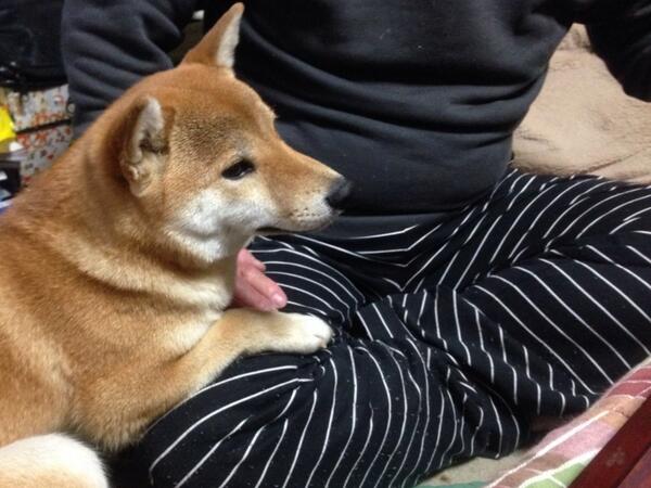 azuki_potiko's tweet photo. メタボぱぱのお膝 #あずき http://t.co/sUbm2uIgWM