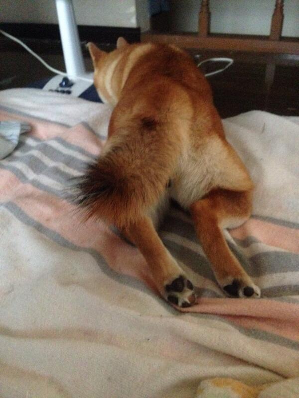 azuki_potiko's tweet photo. 風邪をひいた私を看病しにくるあずきさん #あずき http://t.co/gcsJOI93UY