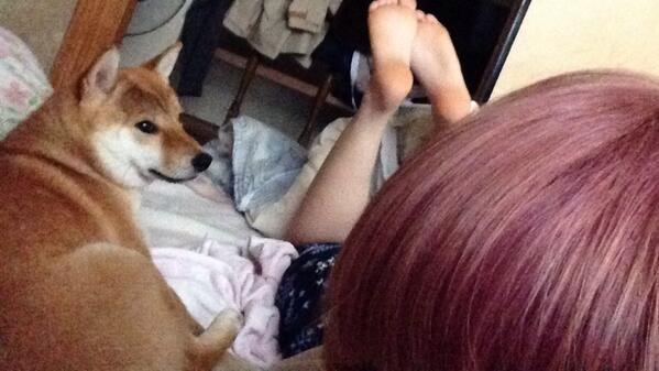 azuki_potiko's tweet photo. 風邪をひいた私を看病しにくるあずきさん #あずき http://t.co/gcsJOI93UY