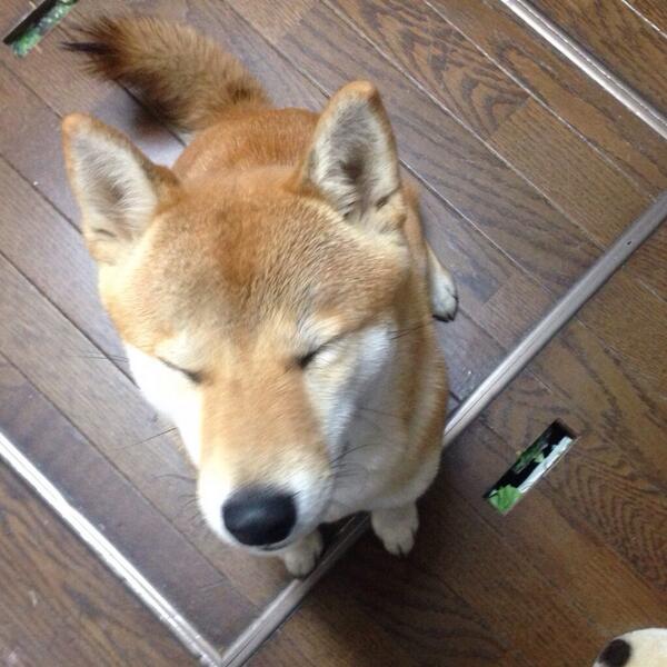 azuki_potiko's tweet photo. お世話も大変だぜ(姪っ子2歳あずき1歳) #あずき http://t.co/gIwLAQoBaq