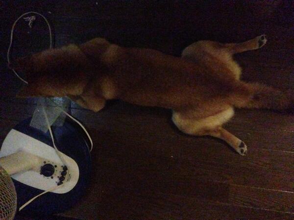 azuki_potiko's tweet photo. 深夜、何かを壊して散らかすあずき #あずき http://t.co/DCnvG1q2yo