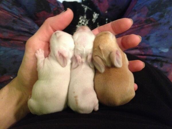 TootsBun's tweet photo. Yay to @TriaConnell for fostering 8 babies and mom! SF people, contact @SaveABunny to adopt. We need your help! http://t.co/hlfc3G07RC