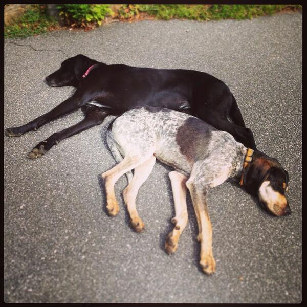 theginmiller's tweet photo. Even the dogs at the inn are exhausted from all of the fun activities of the weekend! Thank you #SourwoodInn !!!! http://t.co/6clQzKI8UV