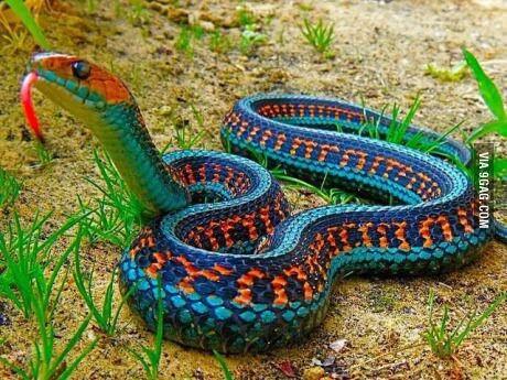 _shaf3yy's tweet photo. I present to you California Red Sided Garter Snake. http://t.co/cNsz2TX8rx @StrangeAnimaIs http://t.co/1nVCWhyHuz