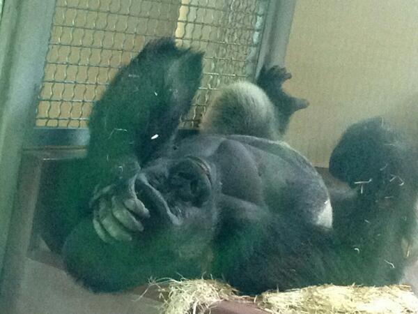 DrouinShawn's tweet image. A photo today from the Philadelphia zoo where we met this guy who was summing up his afternoon pretty well #needadvil