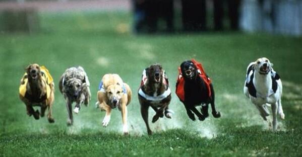 wikiperro tweet picture