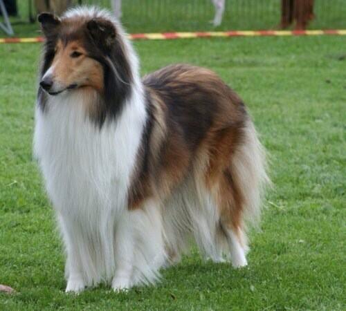 wikiperro tweet picture