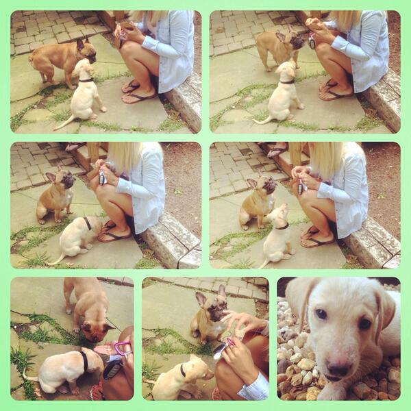 <a href="/RugerFrenchie/">Ruger & Remi</a> and his new friend Fry love <a href="/PWholesome/">PawsitivelyWholesome</a> treats! #allnatural