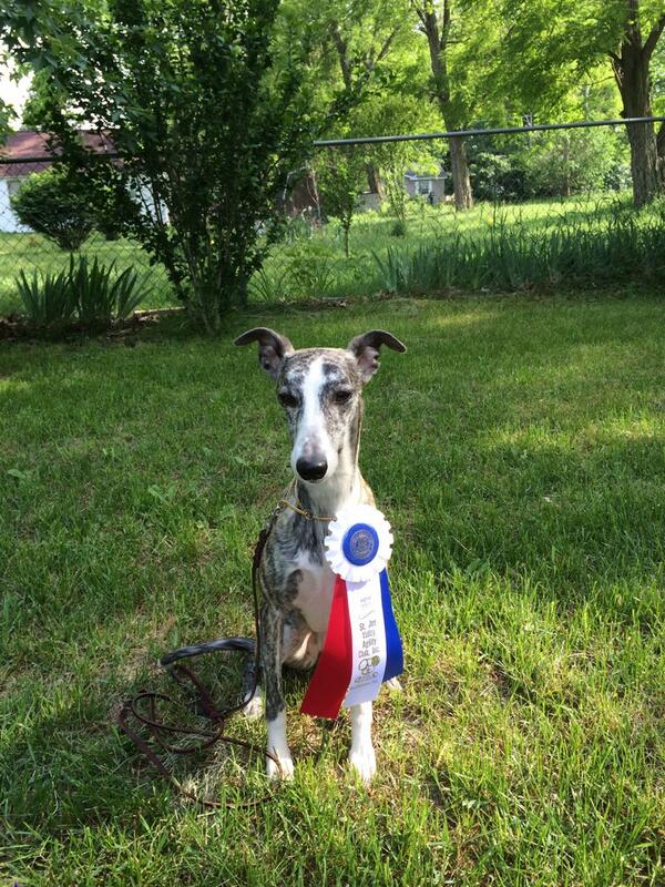 TequilaWhippet's tweet image. 