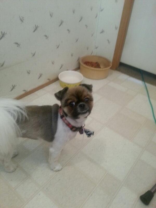sosweetdebbie's tweet photo. My little Allie. http://t.co/F5UM3yBLPo