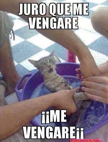 IngFrankB's tweet photo. @gioyoshi #meow http://t.co/7SYmsW2uiI