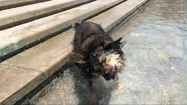 LexieBlogic's tweet image. I can extinguish wildfires with my shakes #lexielogic