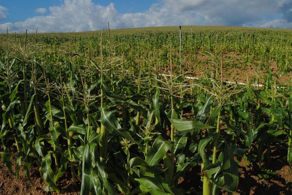 Las cosechas de #cereal caerán un 30% por el calor y la sequía goo.gl/mYXPdu