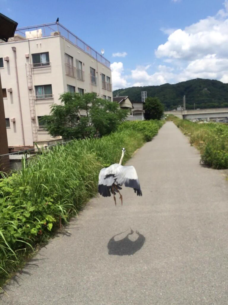 アオサギが飛び立つところを連写していたら奇跡がおこった！