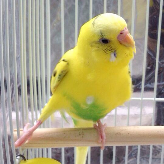 Birdstory Pr على تويتر フォトコンテスト ももひき から お写真をご紹介 セキセイインコのちろるちゃん 可愛いももひきですね そして オリンピックの羽生選手を彷彿するようなポーズ Http T Co Xzq1nc58kj セキセイインコ Http T Co A654hkuefq Birdstory Pr على تويتر フォトコンテスト ももひき から お写真をご紹介 セキセイインコのちろるちゃん 可愛いももひきですね そして オリンピックの羽生選手を彷彿するようなポーズ Http T Co Xzq1nc58kj セキセイインコ Http T Co A654hkuefq