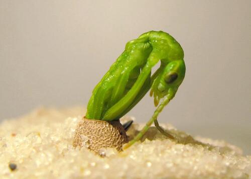 allpeim's tweet photo. El nacimiento de un insecto palo (la supervivencia de Dryococelus australis): VIDEO... http://t.co/KGoc6dEuXP http://t.co/RnF0KACywx