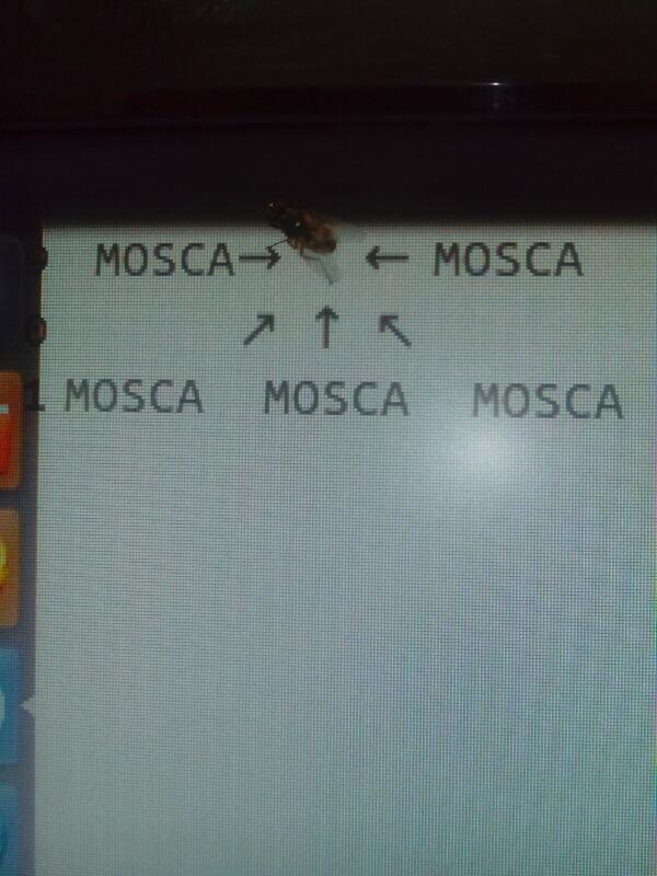 irfaelo's tweet photo. No se quien está más aburrío si la mosca o yo http://t.co/8BcPRsS86P