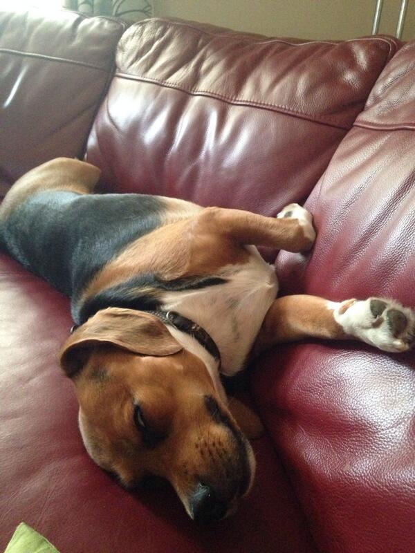 I love to sleep with my eyes open to freak the humans out 😈