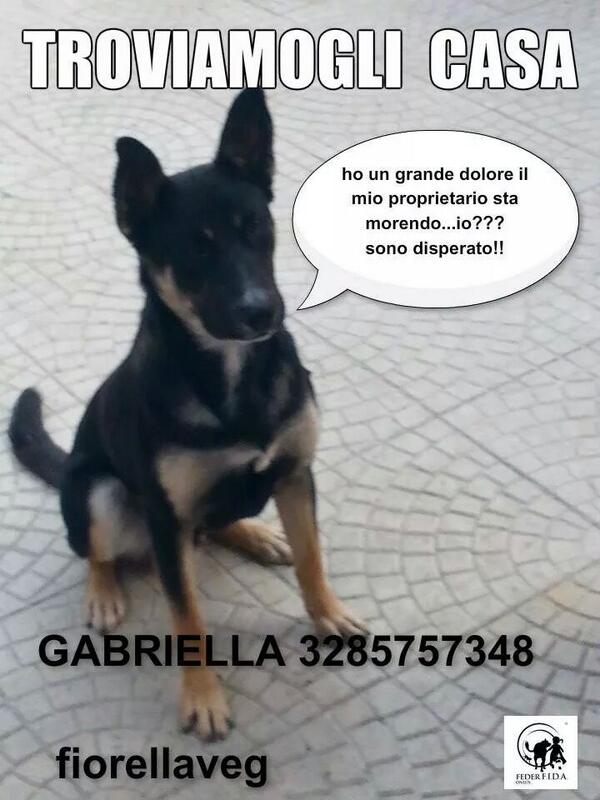 Chicco chiede aiuto.... rtw per favore.