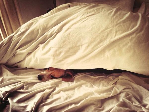 AvaTheBeagle's tweet photo. Just 5 moaaaaarrr minutes moooooom! http://t.co/Sm4JeijaP2