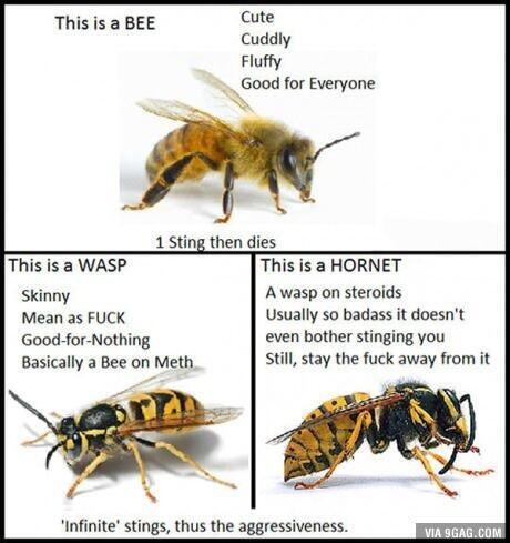 JayRod013's tweet photo. "@LifeCheating: Difference between bees, wasps, and hornets: http://t.co/PfJ366wkZB"@KeeganArmstron1