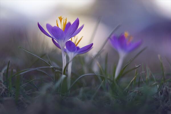 Gabriele_Corno's tweet image. Good Day! by Natalia Ova #spring #flowers #harmony #CGE