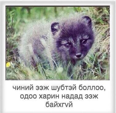 BatzayaEDU's tweet photo. Шуба өмсчихөөд цагаан хоолтон, бясалгал нтр гэж ярьдаг хүмүүс ичээсээ" #гэнээ http://t.co/oFkYAUUTTu