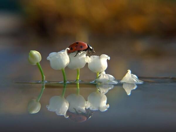 Gabriele Corno tweet media